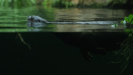 Nutria-Nadando,-Bajo-El-Agua-En-La-Jungla,-Día-Cálido-Y-Soleado,-Cámara-Lenta,-Rojo-4k