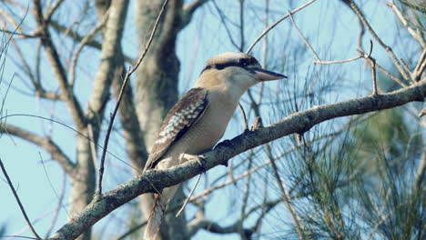 kookaburra sentado en una rama de árbol durante el día - tiro de ángulo bajo