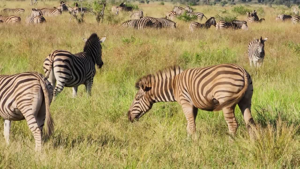 Herd of Burchell's Zebra grazing in Kruger National Park savanna landscape