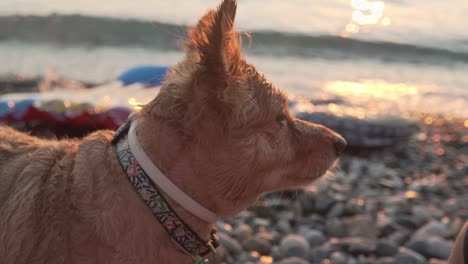 Vista-Lateral-De-Cerca-De-Un-Lindo-Perro-Kokoni-De-Raza-Griega-De-Tamaño-Mediano-Durante-La-Puesta-De-Sol-En-La-Playa-De-Kalamata,-Grecia