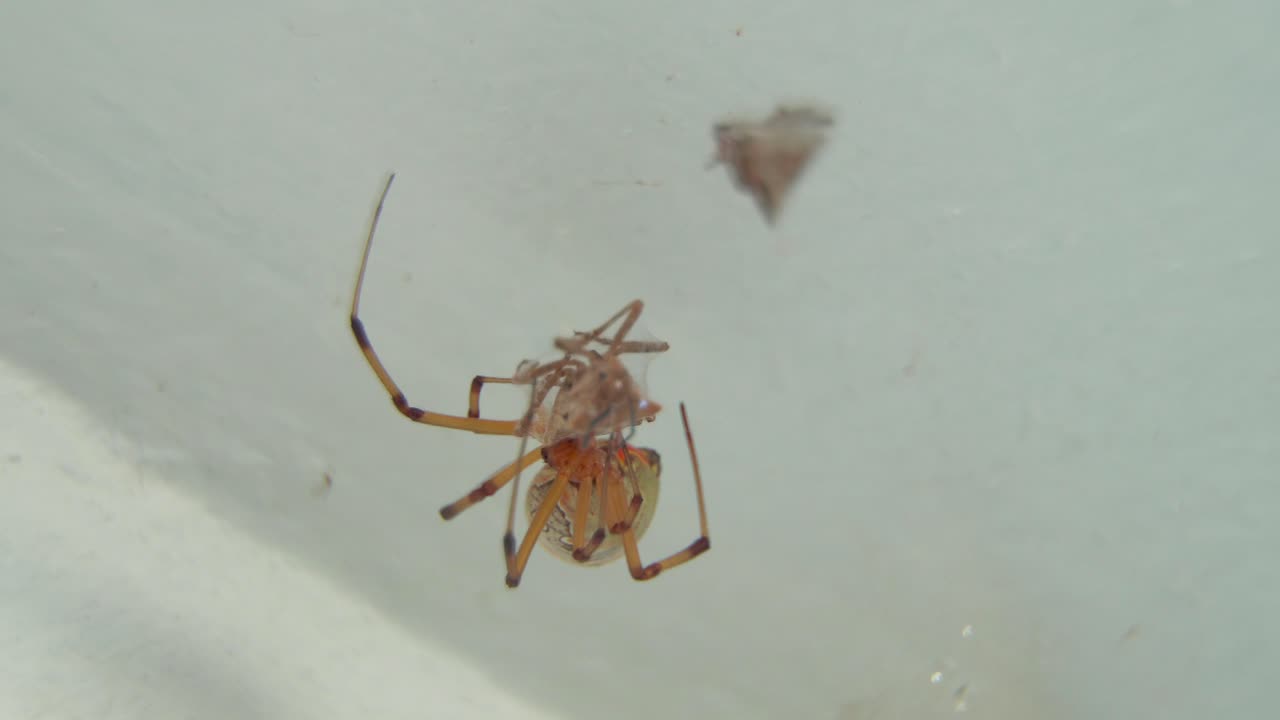 primer plano de una araña viuda marrón en su red con presa