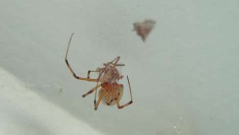 close-up of a brown widow spider on her web with prey