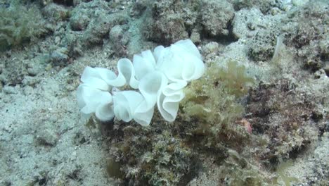 clutch of nudibranch on sandy bottom, eggs have white color and form a folded ribbon, close-up shot