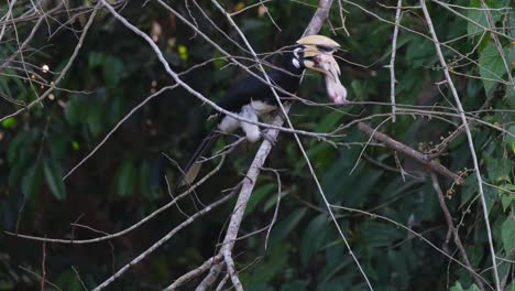 an oriental pied hornbill anthracoceros albirostris is crushing a dead mouse with it beak as balances on a branch of a tree inside a national park in thailand.