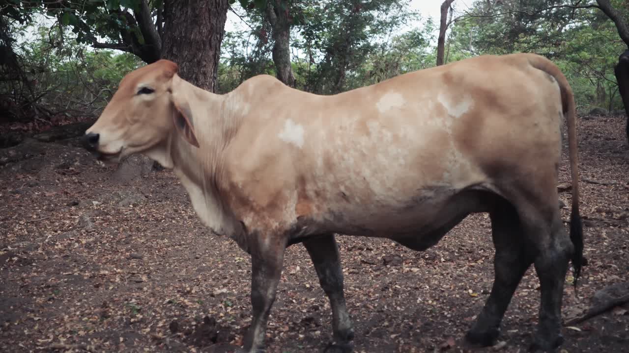 vista lateral de una vaca beige comiendo en un bosque