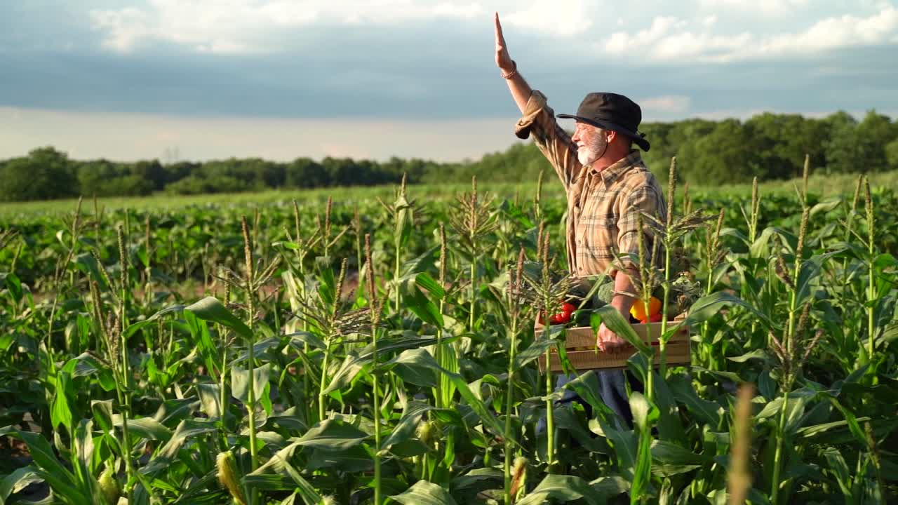 cámara lenta del granjero que lleva una cesta de verduras recién cortadas a través del campo de maíz al atardecer mirando al sol