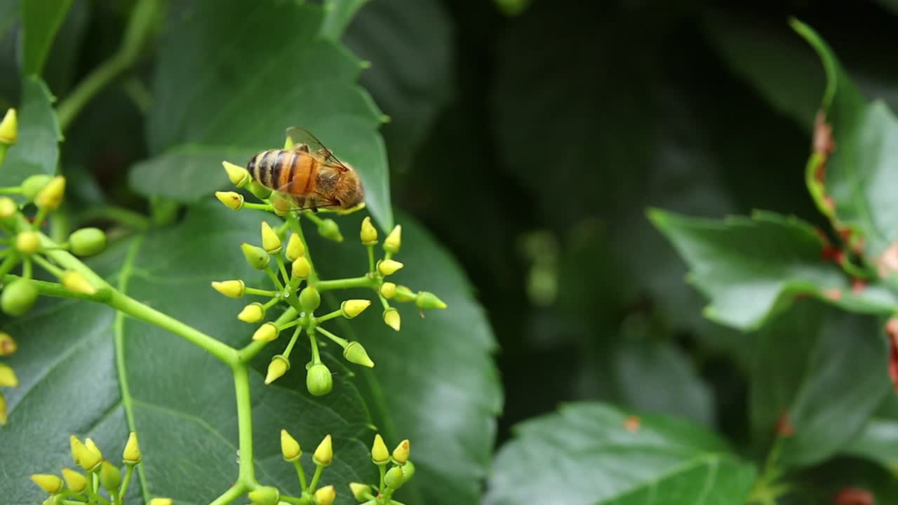 abeja que está recolectando polen de una planta de vid americana verde, tiro macro