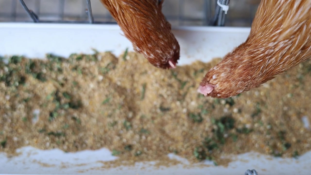 Draufsicht auf braune Legehennen in Käfigen einer kommerziellen Geflügelfarm