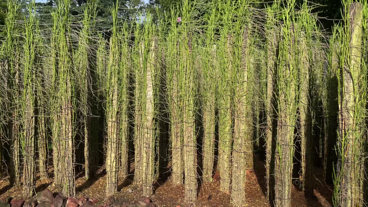 la singularidad de singapur y la cultura híbrida de papilionanthe miss joaquim