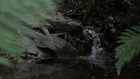 Río-Detrás-De-La-Hierba-En-El-Bosque