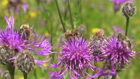 several bees collecting pollen from purple flowers in the nature,slowmotion close up