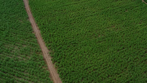 Aerial-drone-birds-eye-top-view-extreme-wide-shot-passing-over-a-small-dirt-road-and-a-large-field-of-green-tropical-Sugar-Cane-growing-in-Tibau-do-Sul,-Rio-Grande-do-Norte-Brazil-on-an-overcast-day