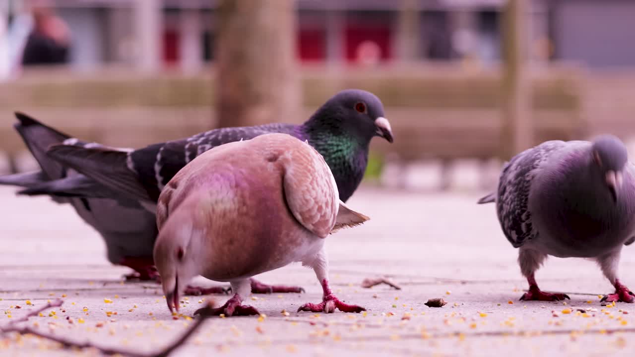 Flock of colorful rock pigeons feeding on seeds on city streets in Antwerp