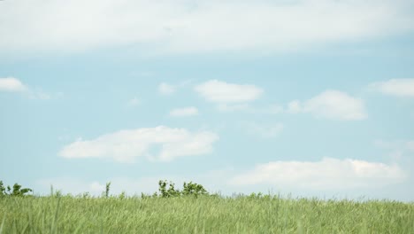 Hierba-Verde-En-El-Campo-Balanceándose-Con-El-Viento-Con-Nubes-Blancas-Y-Cielo-Azul-En-El-Fondo-En-Verano