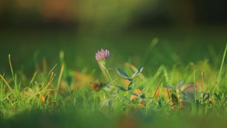 un trébol en flor en la hierba verde iluminado por el sol cálido