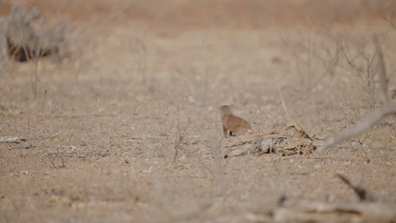 Rearview telephoto view of Dwarf mongoose staring off into distance head darting around