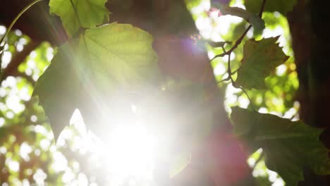 primer plano de un árbol en el jardín