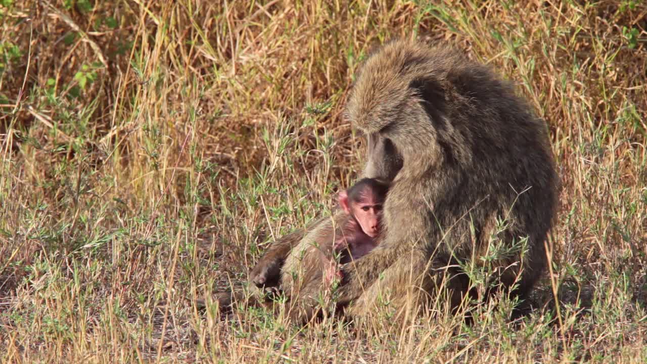 una madre babuino amamanta a su bebé en el serengeti tanzania africa safari 1