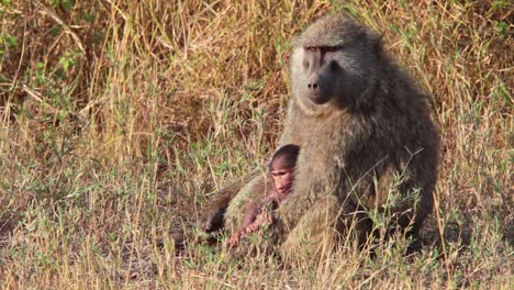 Eine-Pavianmutter-Stillt-Ihr-Baby-Auf-Der-Serengeti-Tansania-Africa-Safari-1