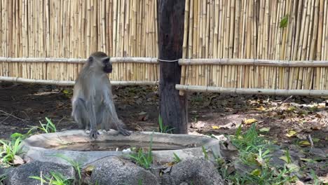 mono vervet (chlorocebus pygerythrus) bebiendo agua de un pequeño pozo de agua en un albergue turístico en malawi.