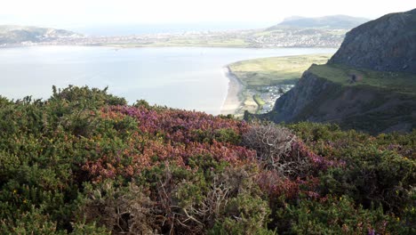 Rural-Escénico-Galés-Montaña-Brezo-Ladera-Océano-Valle-Bahía-Costa-Lento-Muñequita-Derecha