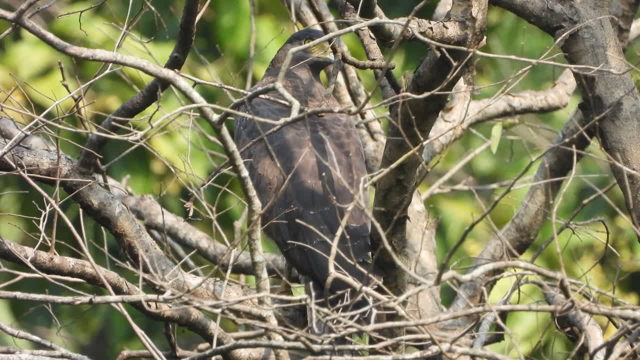 águila en el bosque esperando orar.