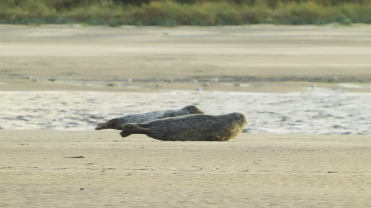 toma de teleobjetivo de un grupo de focas comunes arrastrándose hacia el agua de mar desde la playa
