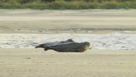 telephoto shot of group of common seals crawling heading to sea water from beach