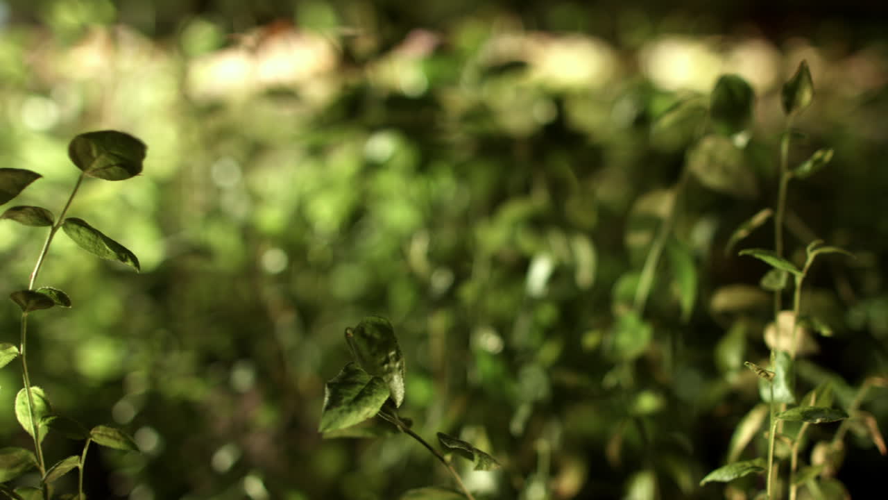 vista de la naturaleza de cerca de las hojas verdes en un fondo de vegetación borrosa en el bosque