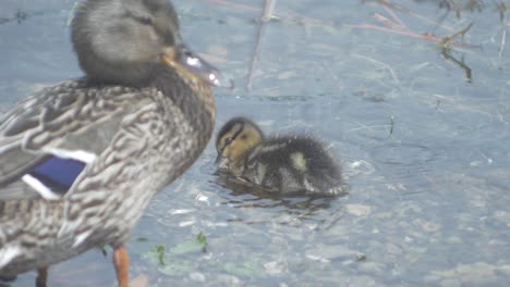 female mallard and duckling preening themselves by shoreline