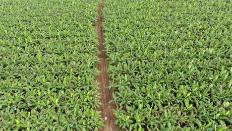 cultivo de banano tropical verde y exuberante aéreo, tiro de drone con vista de pájaro de arriba hacia abajo