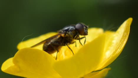 fotografía macro de una mosca sentada en una planta amarilla y soplando en el viento a cámara lenta