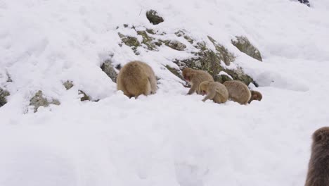 troop of japanese macaques  in the snow 4k