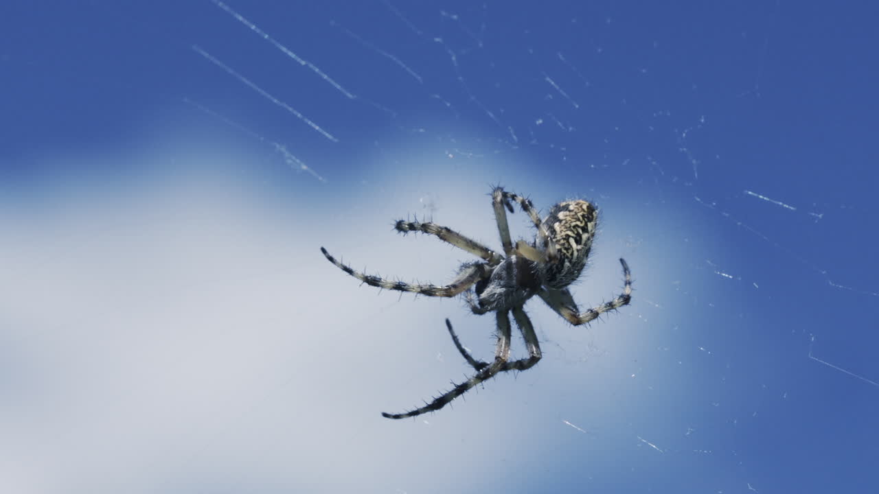 파란 하늘에 대한 거미줄