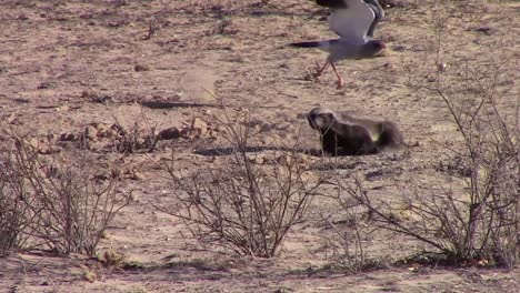 El-Tejón-Gira-Y-Persigue-Al-Azor-Cantando-Pálido-En-El-Desierto-De-Kalahari