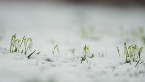 white delicate snowdrops flower through the light snow cover