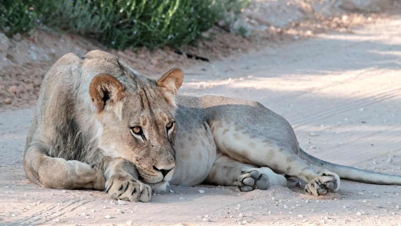 A beautiful young lion resting in the shade, on the side of the road, in the Kalahari of South Africa