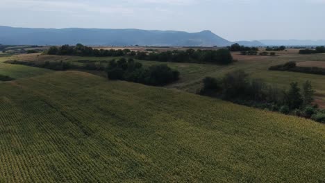Absteigende-Drohne-Schoss-über-Ein-Maisfeld-Eines-Berges-Und-Felder-über-Einem-Grünen-Sommerfeld-In-Nordgriechenland