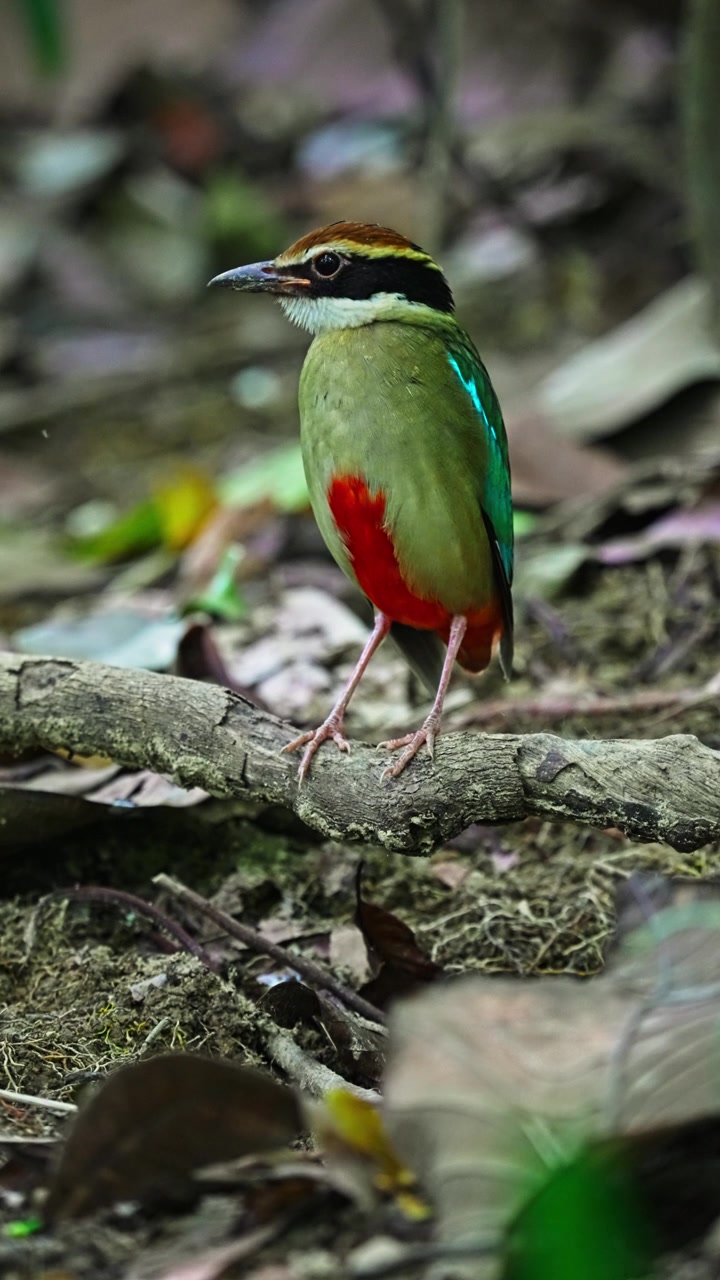Vista verticale di Pitta delle fate (Pitta nympha), uccello passeriforme dai colori vivaci. Primo piano.