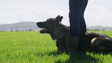 Shepherd-dog-with-his-owner-in-the-farm-4k