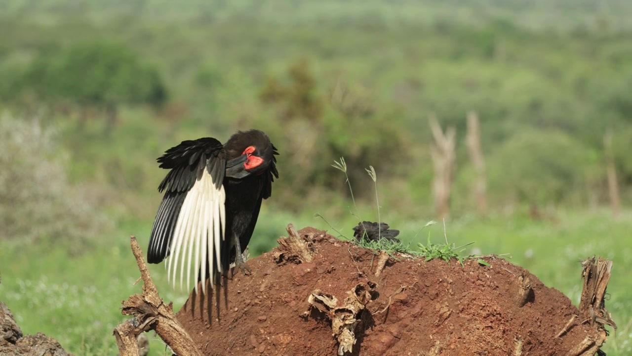 Plan moyen d'un calao terrestre toilettant son aile tout en se tenant sur les racines d'un arbre tombé, Parc Kruger