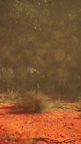 a hazy bush scene with red dirt and trees