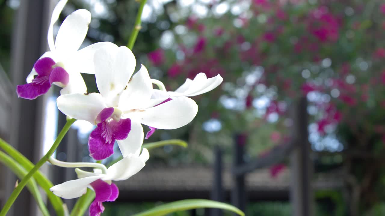 Primo piano di orchidee bianche che ondeggiano dolcemente su uno sfondo sfocato di un giardino tropicale.