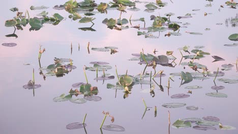 calm water and lily pads landscape