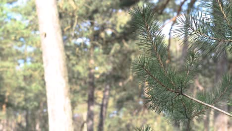 a part of a pine tree moving with the wind