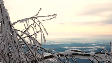 Gefrorene-Äste-Mit-Eisschicht-Schwingen-Im-Leichten-Winterwind,-Heller-Himmel