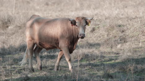 Vaca-Curiosa-Mirando-A-La-Cámara-Mientras-Camina-En-El-Campo-En-La-Provincia-De-Alentejo,-Portalegre,-Portugal---Cámara-Lenta