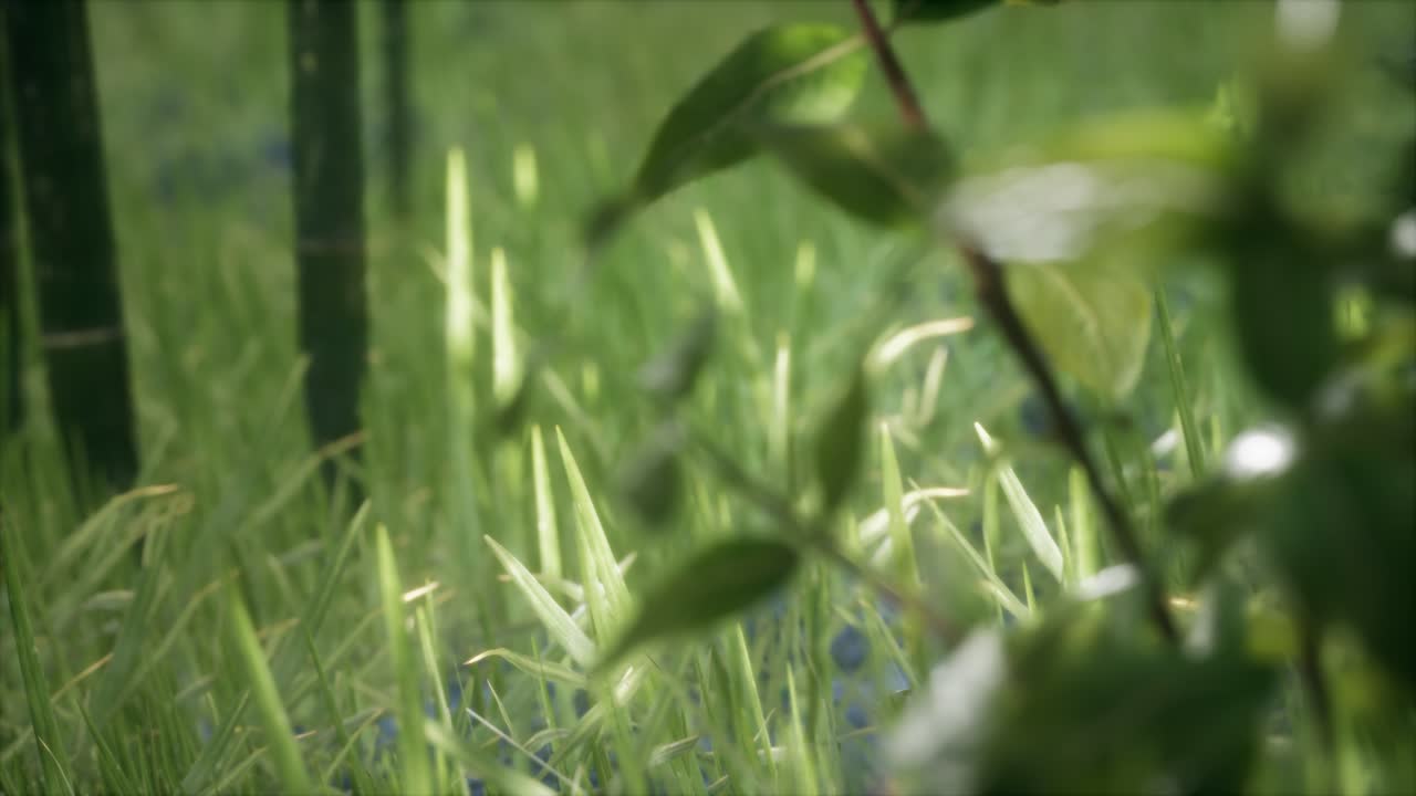 숲 속 의 신선 한 초록 잔디