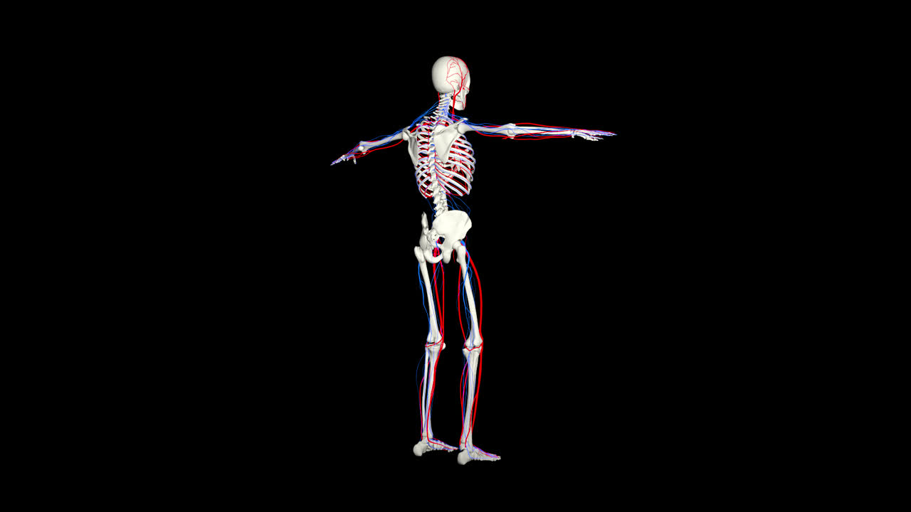 Circulatory System And Skeleton With Alpha Channel