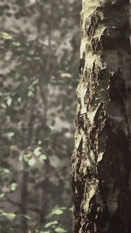 Close-up of a tree bark in a forest